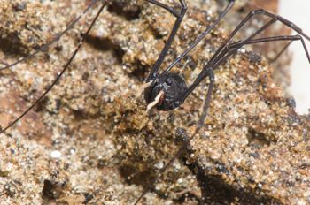 Media type: image; Invertebrate Zoology 129512